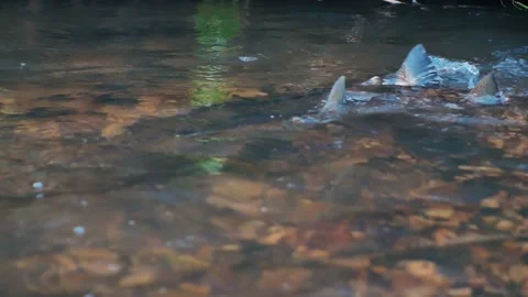 Salmon spawning in shallow Latvian rivers. Soft focus on fish Stock Footage 164612244