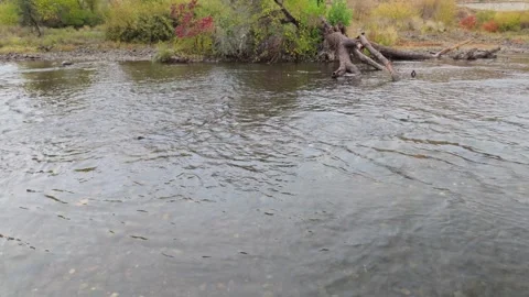 Salmon spawning in the shallow waters of the American River Stock Footage 330675812