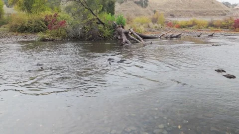 Salmon Spawning in Shallows of the American River Stock Footage 332874104