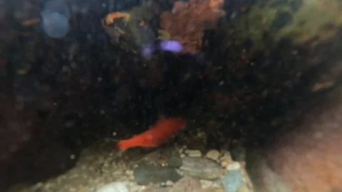 Salmon spawning shot underwater Stock Footage 242653169