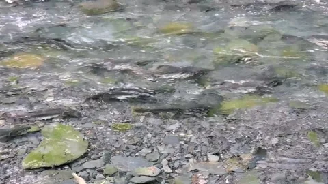 Salmon spawning in stream in Alaska Stock-Footage 170034304