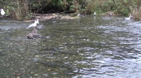 Salmon Spawning in stream watched by seagulls Stock Footage 40395276