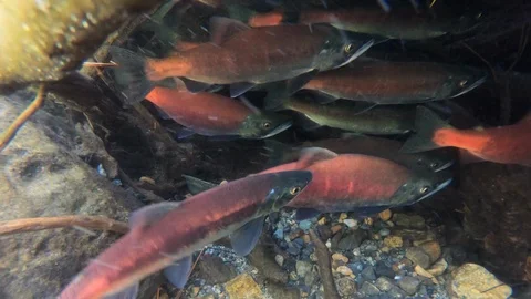 Salmon spawning under water in creek bed Stock Footage 118565902