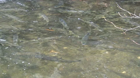 Salmon spawning-VictoriaBC Stock Footage 34793324