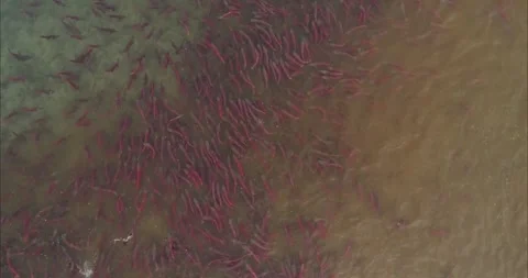 Salmon Spawns in Kamchatka River Aerial Drone Shot 4k Stock Footage 338266328