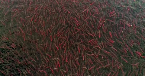 Salmon spawns in the pristine clean waters of Kuril lake of Kamchatka Видео 290161498