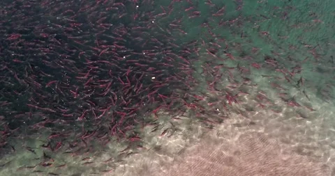 Salmon spawns in the pristine clean waters of Kuril lake of Kamchatka 스톡 동영상 290161508