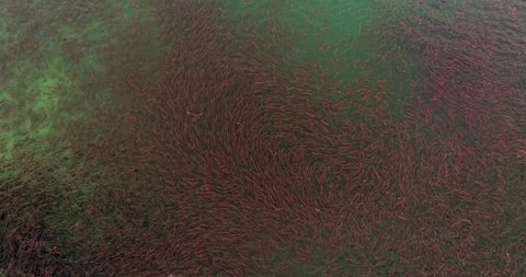 Salmon spawns in the pristine clean waters of Kuril lake of Kamchatka Stock Footage 290161520