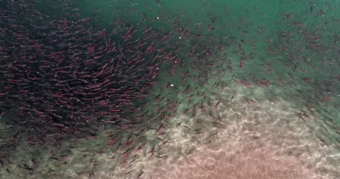 Salmon spawns in the pristine clean waters of Kuril lake of Kamchatka Stock-Footage 297534069