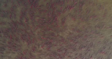 Salmon spawns in the pristine clean waters of Kuril lake of Kamchatka Stock-Footage 297534072