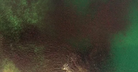 Salmon spawns in the pristine clean waters of Kuril lake of Kamchatka Stock-Footage 297534121
