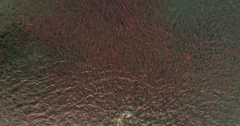 Salmon spawns in the pristine clean waters of Kuril lake of Kamchatka Stock-Footage 297534125