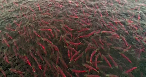 Salmon spawns in the pristine clean waters of Kuril lake of Kamchatka Stock-Footage 297534132