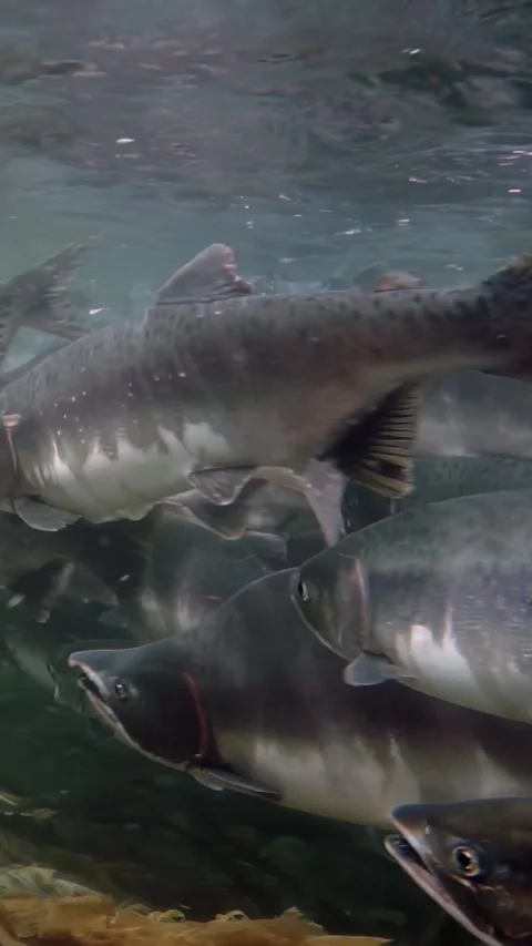 Salmon stream beneath clear waters of the Pacific Northwest Video stock 314299730