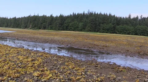 Salmon stream drought Stock Footage 27732438