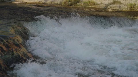 Salmon Striving Upstream in Ganaraska River: A Slow Motion Journey Stock Footage 320856904