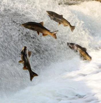 Salmon struggling to get up fast moving water to reproduce Stock Photos