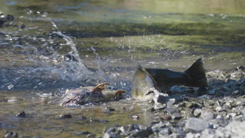Salmon Struggling Upstream in Eagle Creek, Oregon Stock Footage 345369930