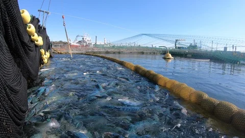 Salmon surface fish farm close shot Stock Footage 108662791