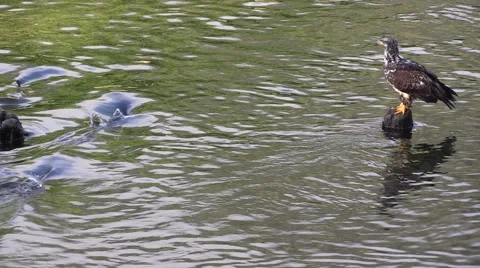 Salmon surround eagle, Slow motion , American Bald Eagles 스톡 동영상 56150931