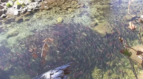 Salmon swarm 스톡 동영상 42532658