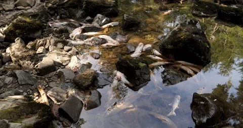Salmon swim against the stream to the upper reaches of rivers to spawn in Stock Footage 334615543