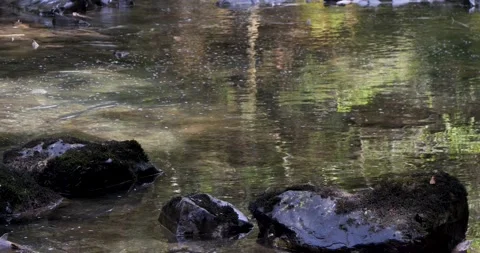 Salmon swim against the stream to the upper reaches of rivers to spawn in Stock Footage 334616515