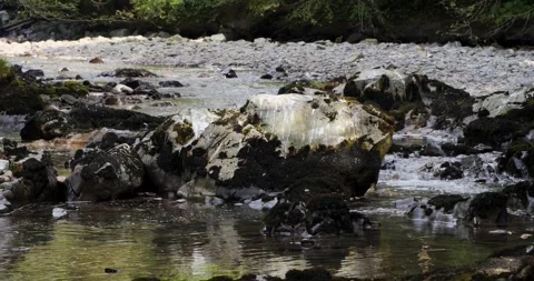 Salmon swim against the stream to the upper reaches of rivers to spawn in Stock Footage 334616905