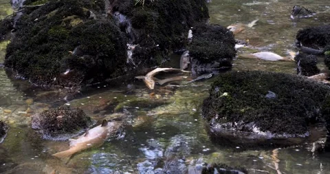 Salmon swim against the stream to the upper reaches of rivers to spawn in Stock Footage 334616936
