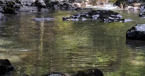Salmon swim against the stream to the upper reaches of rivers to spawn in Stock Footage 334617339