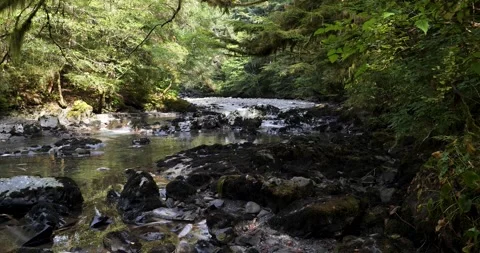 Salmon swim against the stream to the upper reaches of rivers to spawn in Stock Footage 334617983
