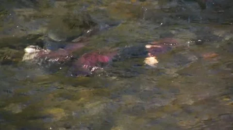 Salmon swim upstream in a river. Stock Footage