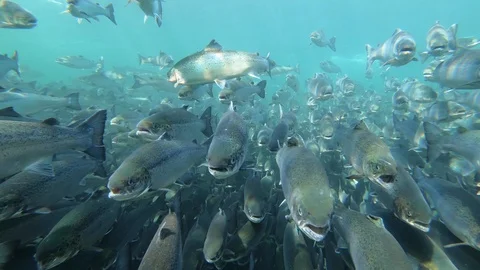 Salmon swimming against the current in fish farm with good visibility. Stock Footage