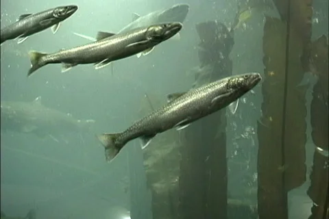 Salmon swimming Stock Footage 464456