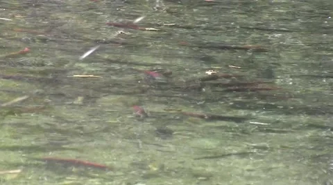 Salmon swimming Vídeo Stock 42532504