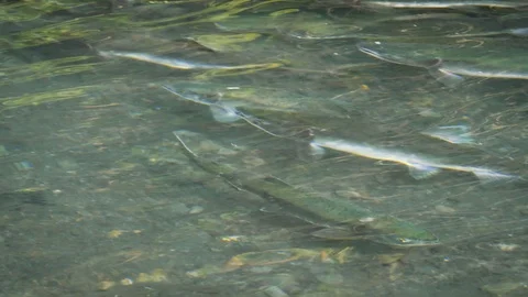 Salmon swimming Stock Footage 120174397