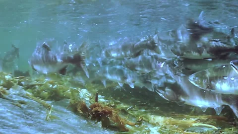 Salmon Swimming Gracefully Through the Clear Waters of Nature's Paradise 스톡 동영상 340435697