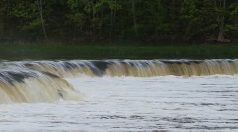 Salmon swimming up river Stock Footage 23725567