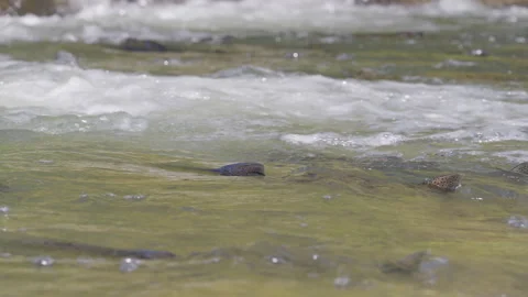 Salmon Swimming in Shallow River during Spawning Migration Vidéo 344030976