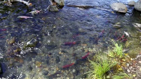Salmon Swimming Up Stream Video stock 21691805