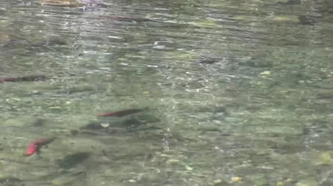Salmon swimming in the stream Video stock 42532460