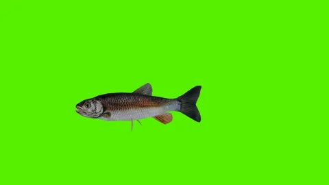Salmon swimming from a three-sided angle Vidéo 246730725