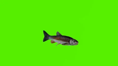 Salmon swimming from a three-sided angle Vidéo 246730731