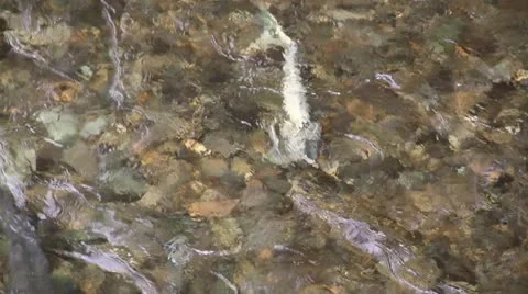 Salmon swimming upstream - 006 Stock Footage 21146852