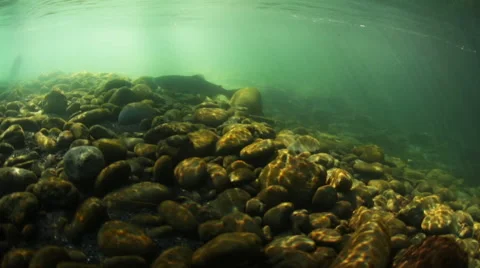 SALMON SWIMS IN COLD NORTHWEST RIVER – UNDERWATER Stock Footage 53349865
