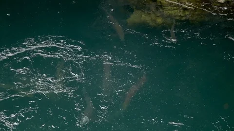 Salmon taking a break after working themselves up the stream in British Video stock 124069692