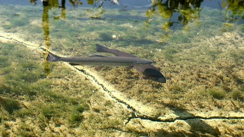 Salmon trout Stock Footage 89811208