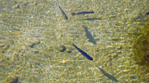 Salmon trout in a river Video stock 112029468
