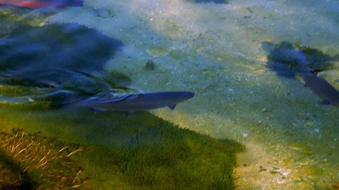 Salmon trout in a river Video stock 112029516