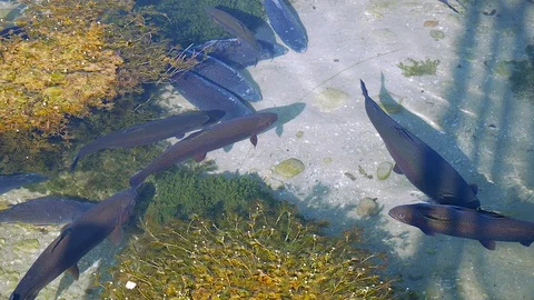 Salmon trout in a river Video stock 112029548